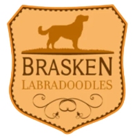 Local Businesses, Places & Professionals Brasken Labradoodles in Atascadero CA